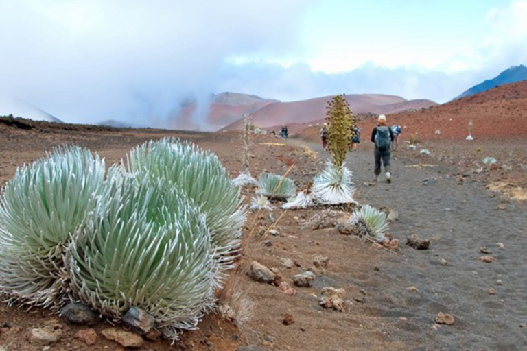 Flora of Haleaka National Park feature