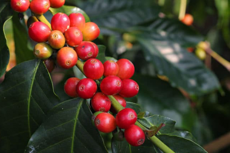Island Kona Coffee feature