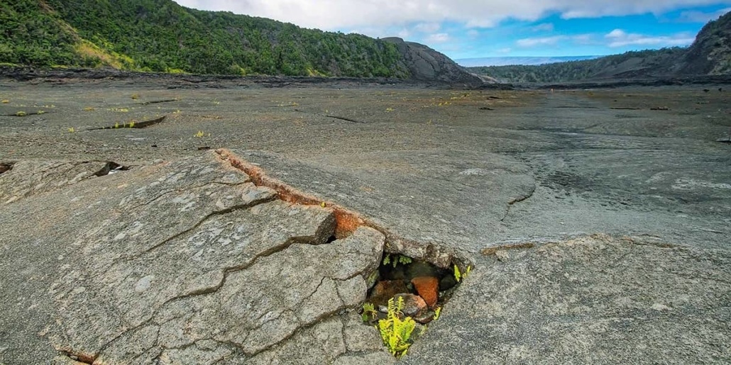 Kilauea Iki Crater Floor Fern
