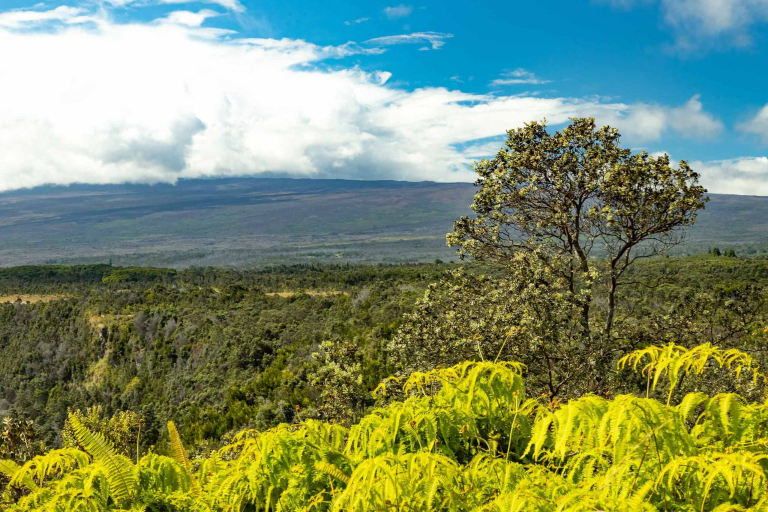 Ohia Tree and Native Ferns with Mauna Loa in Background Big Island feature