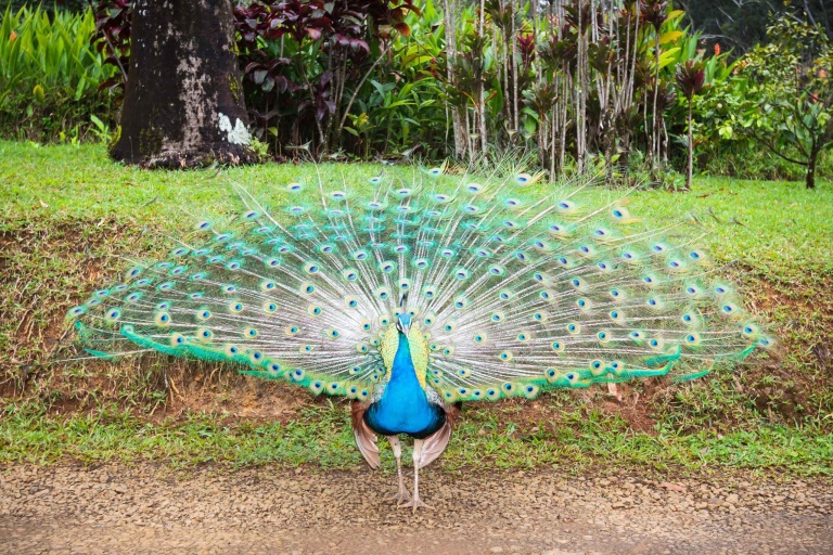 polyad peacock