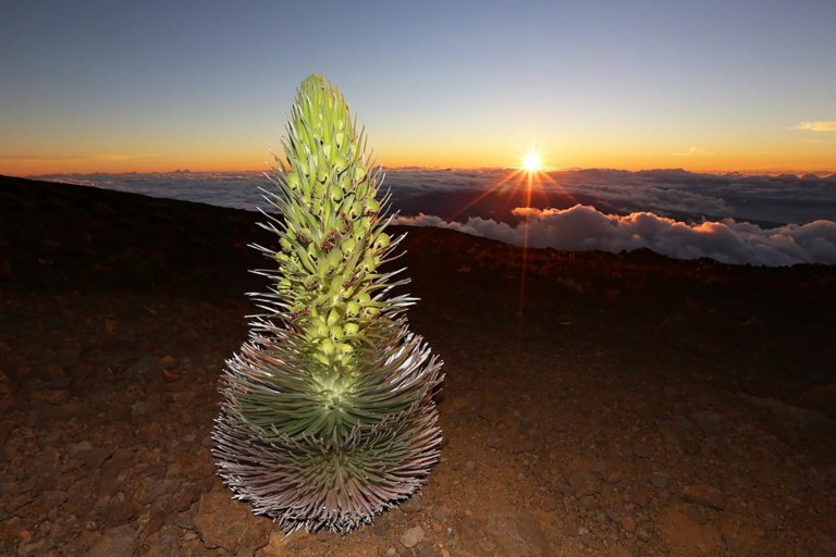 polyad silversword haleakala