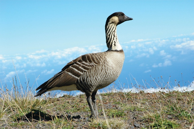 polyad the nene