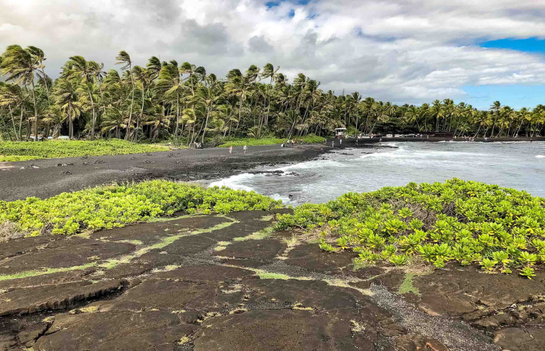 punaluu black sand greenery feature