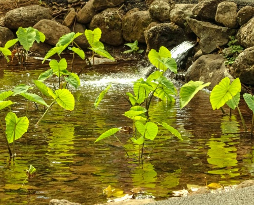 Iao Valley Taro Loi Maui