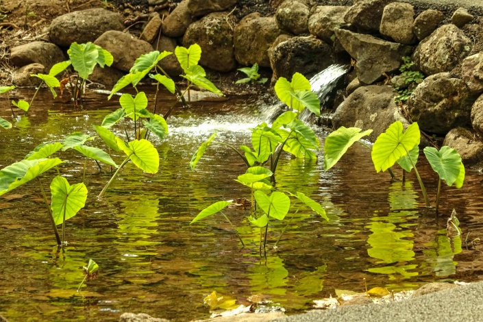 Iao Valley Taro Loi Maui