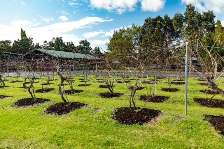 Volcano Winery Vineyard Big Island