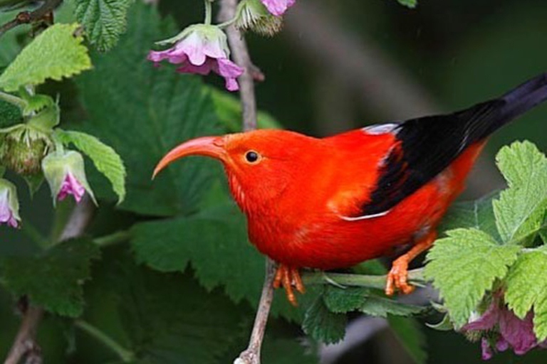 a beautiful endangered iiwi is perched on akala a plant edemic to hawaii hawaii forest big island feature