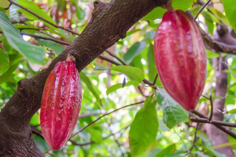 hawaii forest hawaii volcano unveiled hike feature cacao fruit