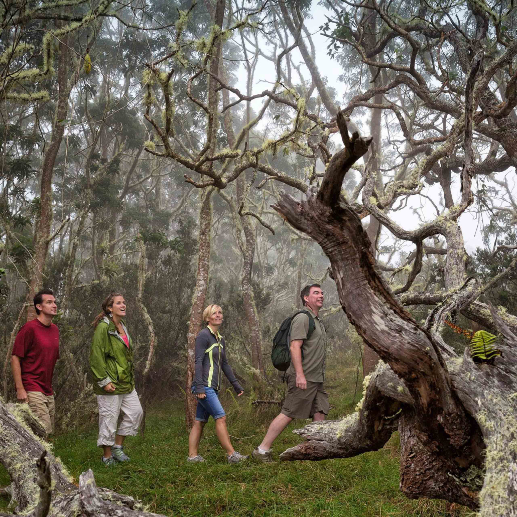 hawaii forest hawaii volcano unveiled hiking