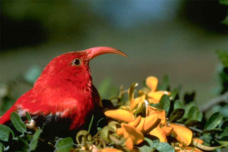 holoholomauitours private healekala summit and stroll tour feature local bird