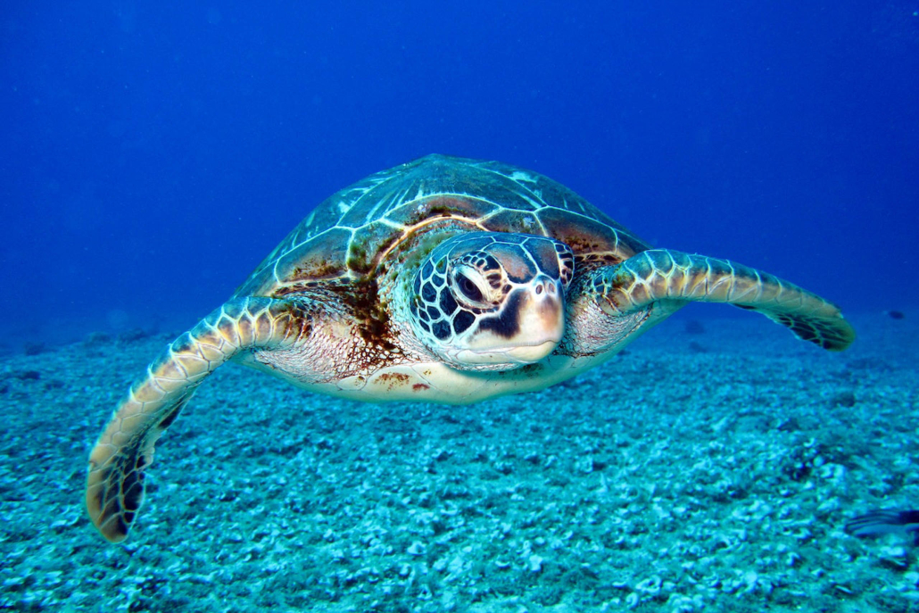 wasabitourshawaii big island full circle tour beautiful turtle