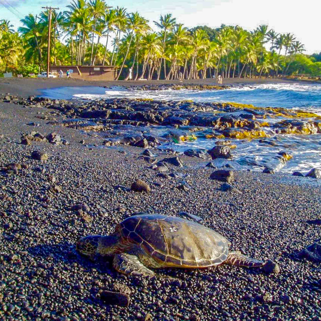 wasabitourshawaii big island full circle tour turtle and black sand 