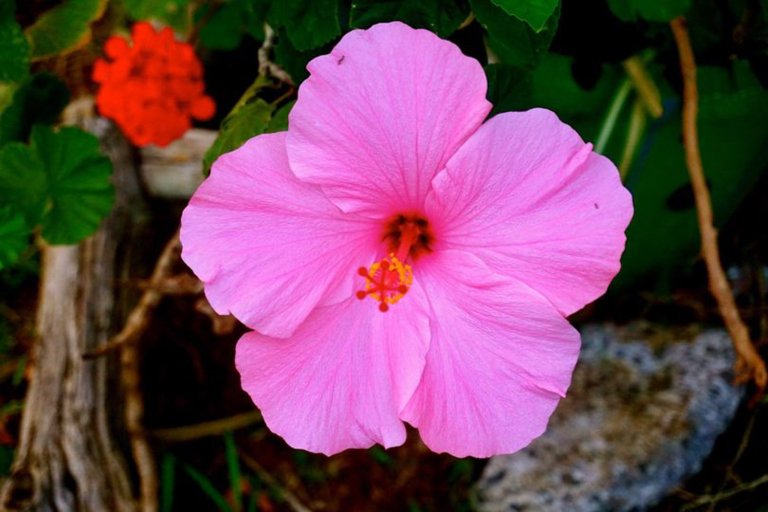 holoholomauitours exclusive maui volcano exploration the hibiscus