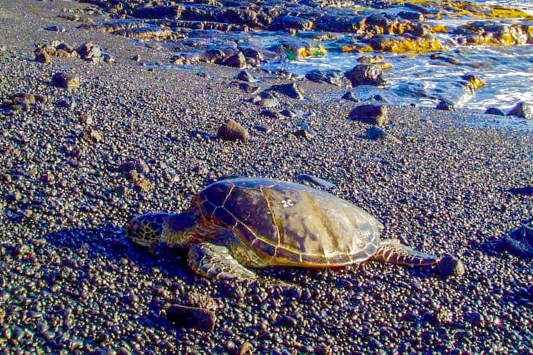 wasabitourshawaii big island full circle tour turtle and black sand 