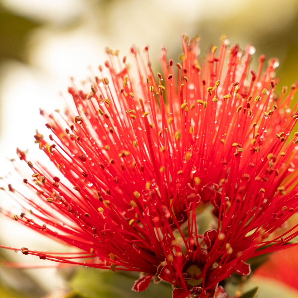 beautiful ohia lehua flower on the big island of hawaii