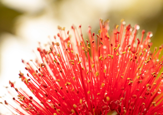 beautiful ohia lehua flower on the big island of hawaii slider