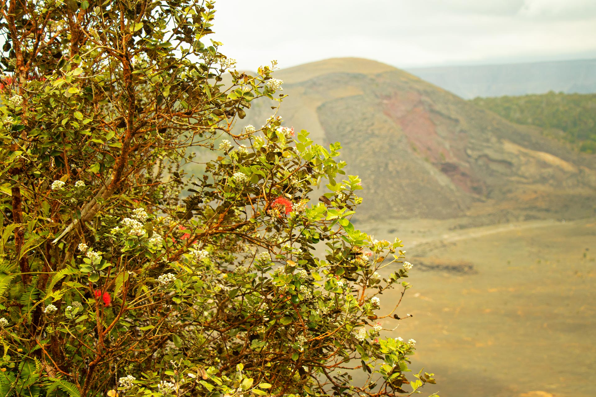 Hilo Volcano Adventure Tour | Big Island Activities | Volcano Tours