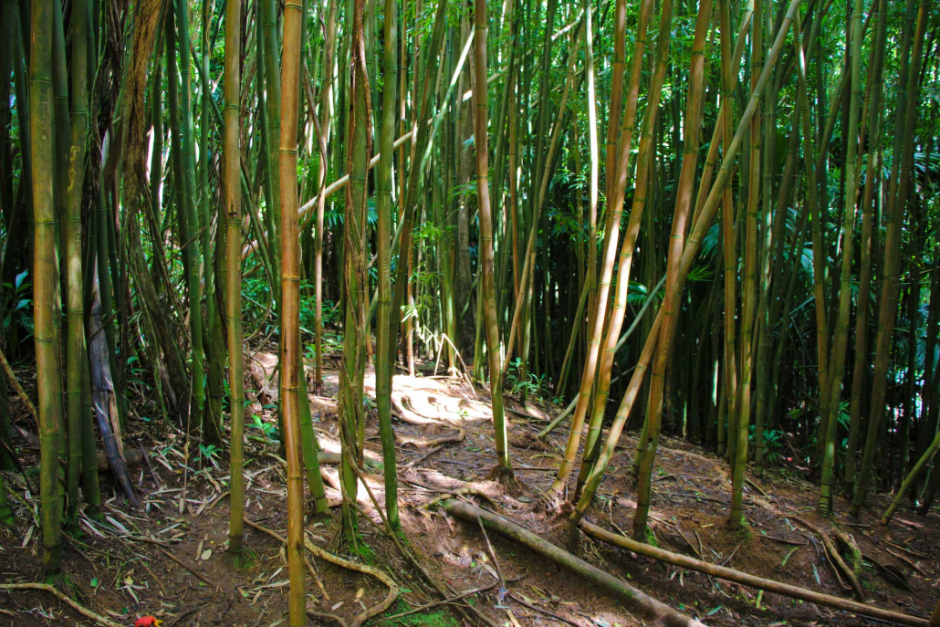 bamboo forest manoa valley on oahu hawaii