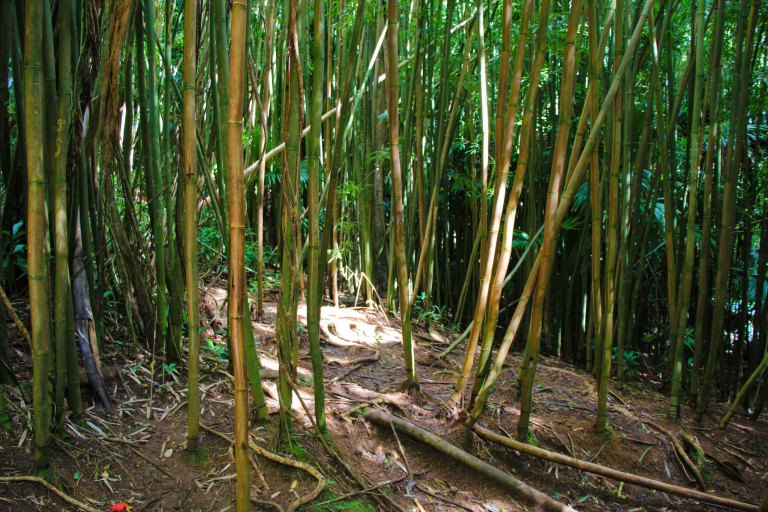 bamboo forest manoa valley on oahu hawaii feature