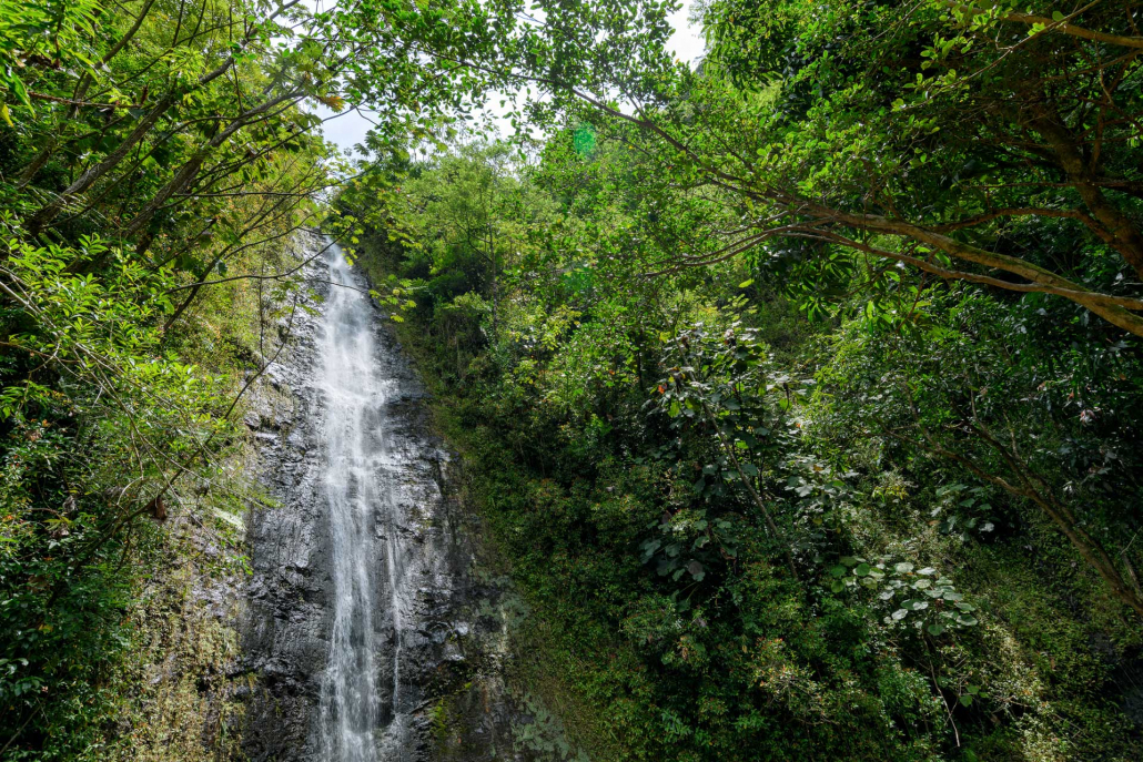 beautiful manoa falls on oahu hawaii