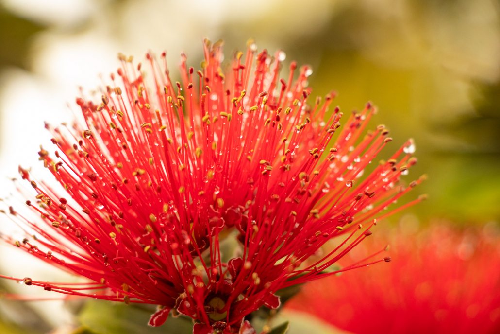 beautiful ohia lehua flower on the big island of hawaii