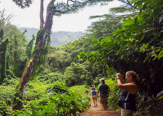 Rainforest Volcano Hike Tour Best Oahu Hiking Adventure