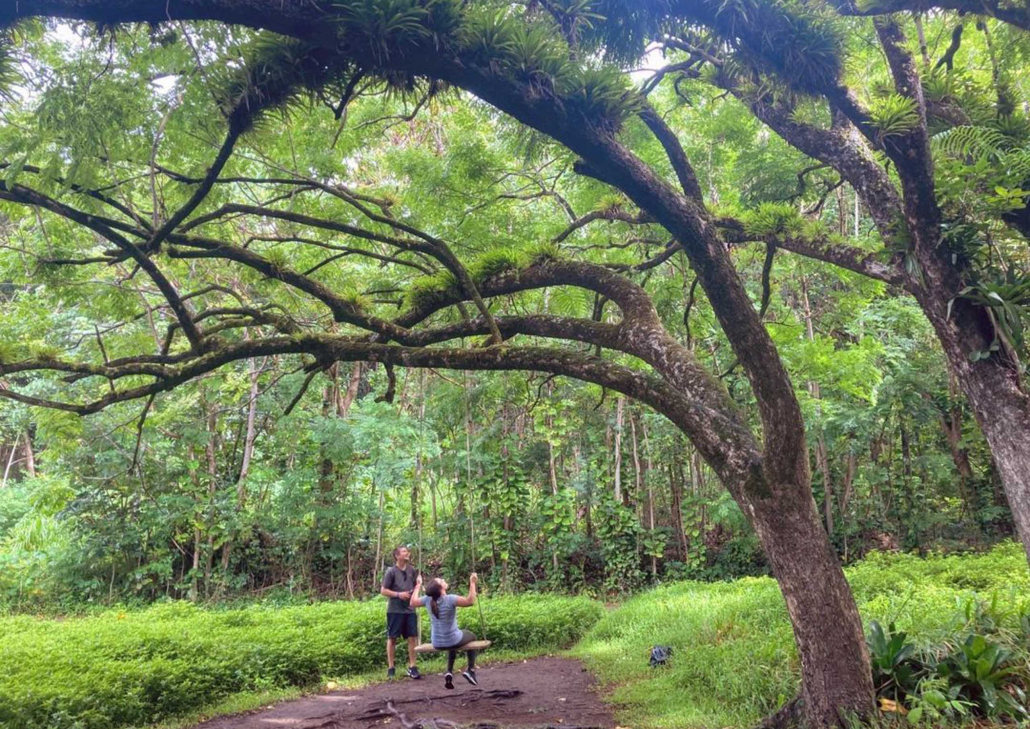 bikehawaii rainforest volcano hike tall tree