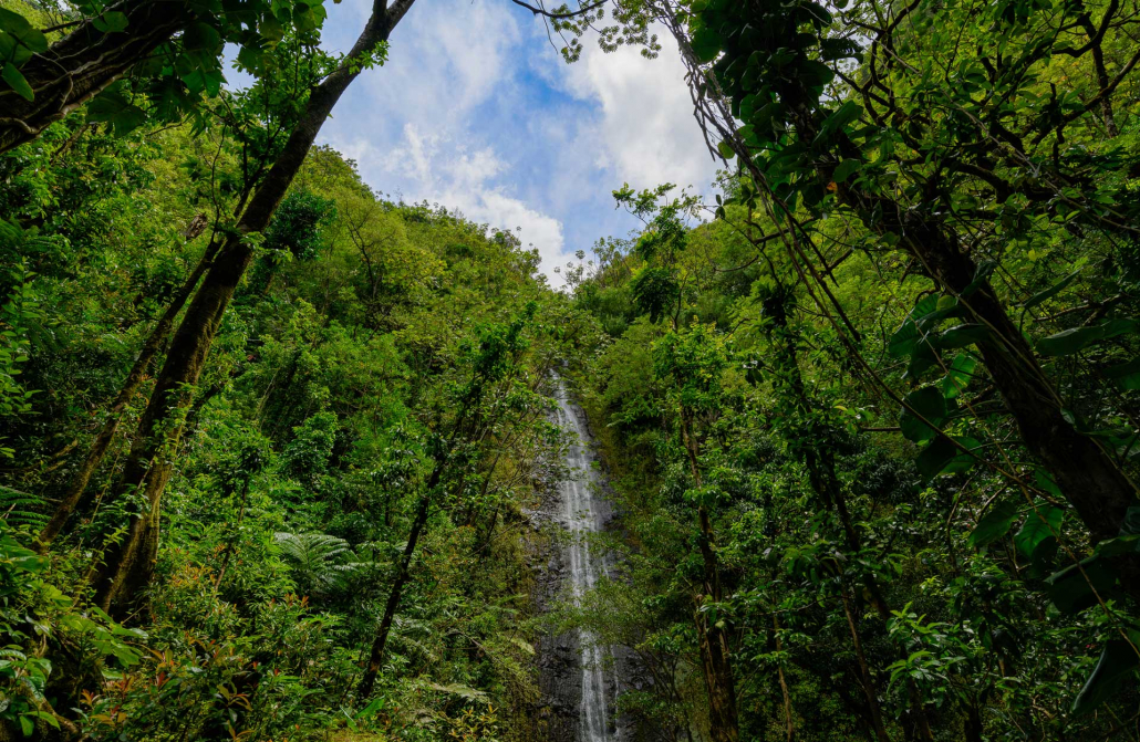 Rainforest Volcano Hike Tour