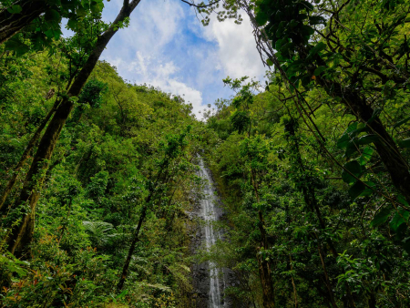 breathtaking views of manoa falls on oahu hawaii