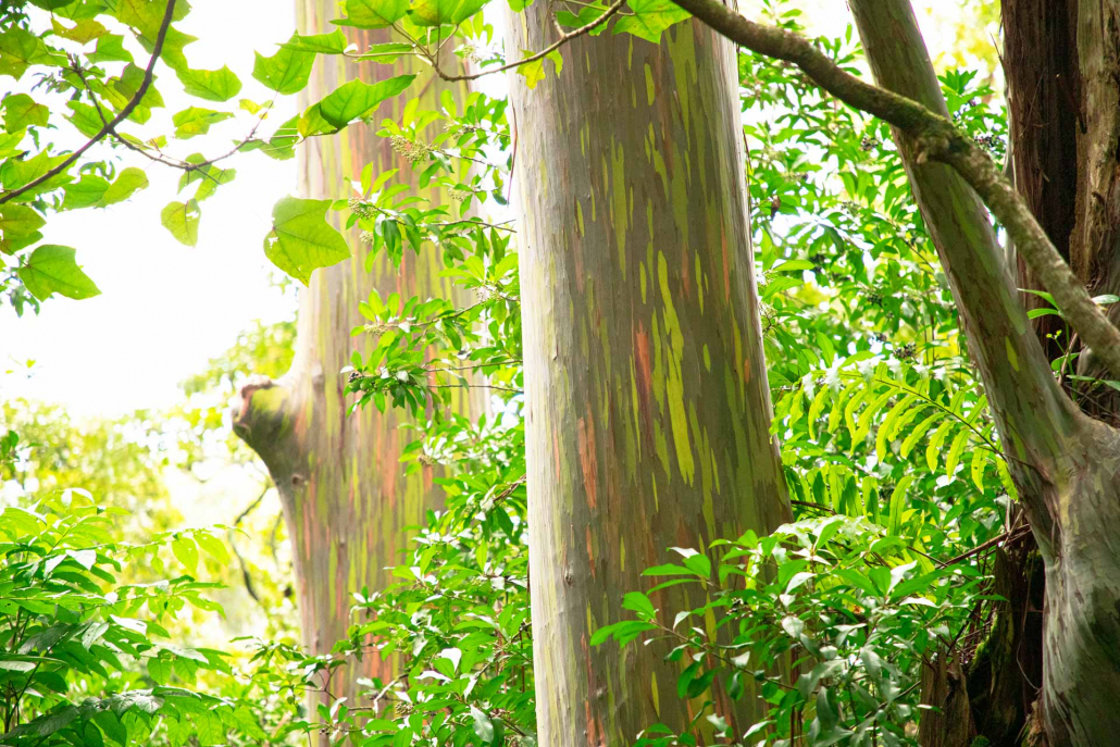 eucalyptus tree road to hana maui hawaii