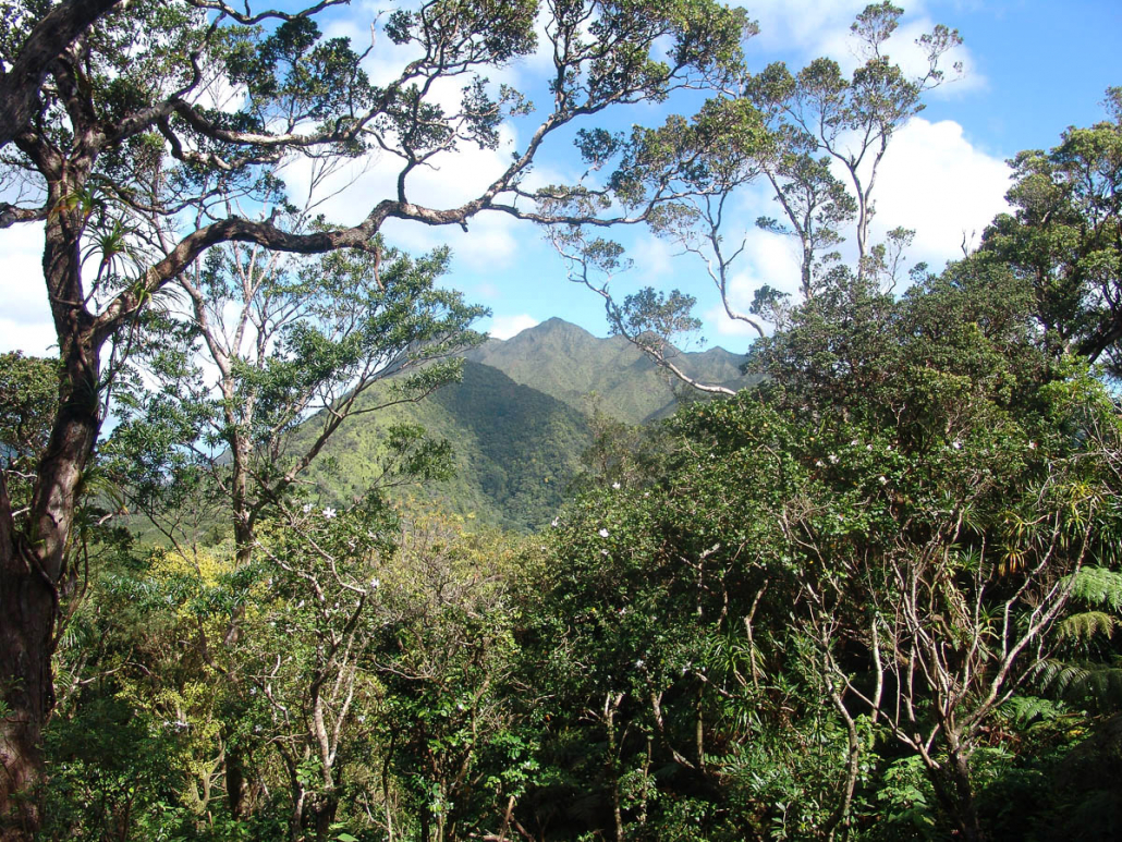 explore a volcano in the rainforest on this oahu hike adventure bike hawaii