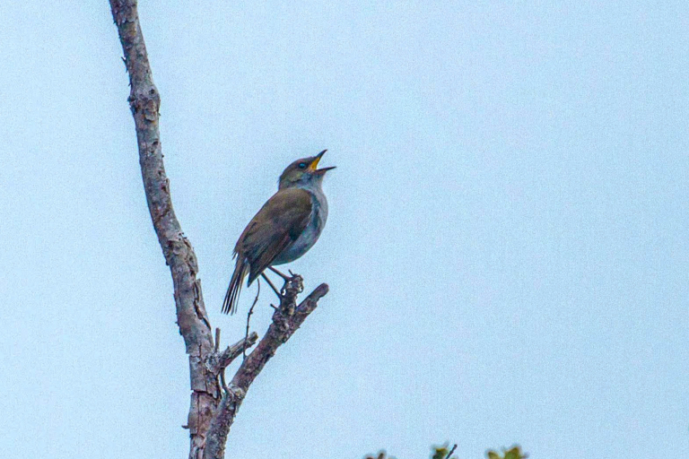 hawaii forest nature lovers birdwatchers bird on tree