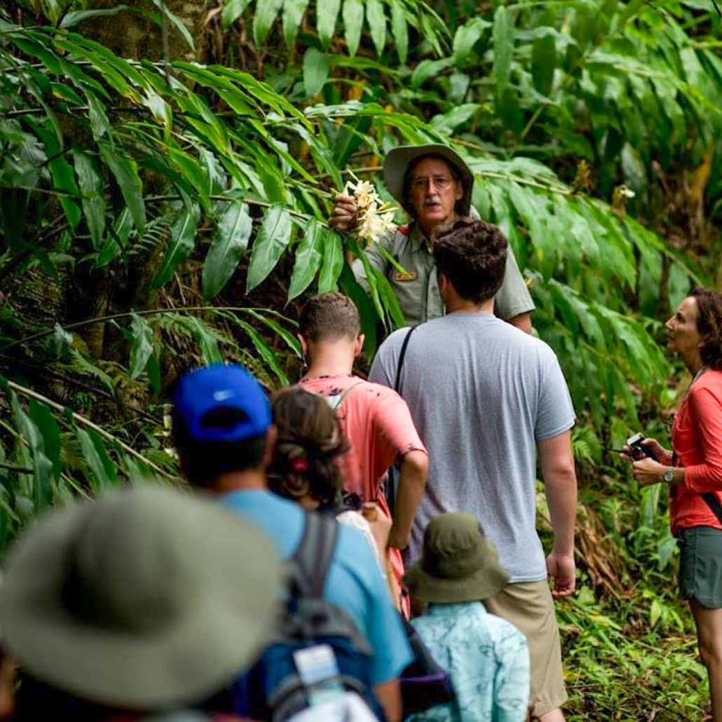 hawaii forest nature lovers birdwatchers follow guide