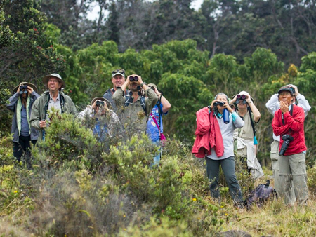 hawaii forest nature lovers birdwatchers guests watching birds