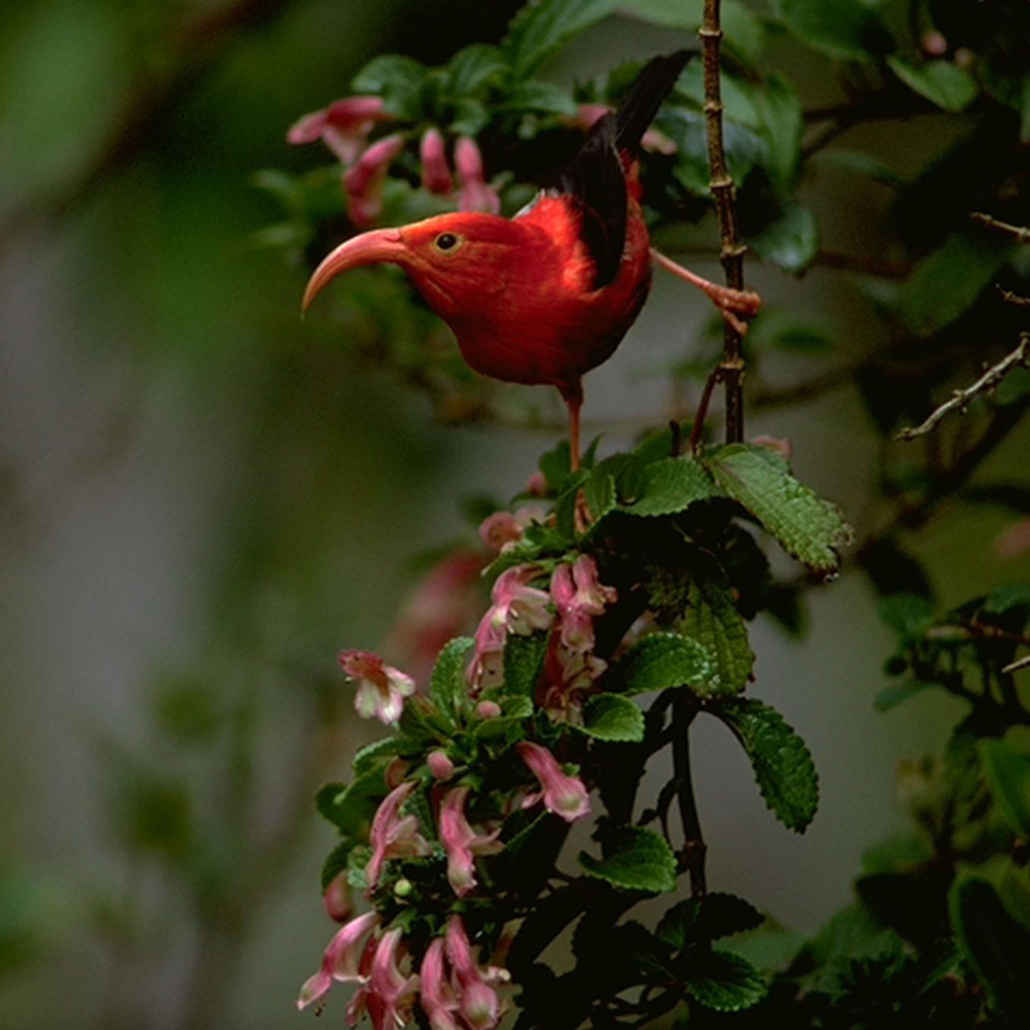 hawaii forest nature lovers birdwatchers red bird