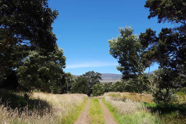 hawaii forest nature lovers birdwatchers trail road