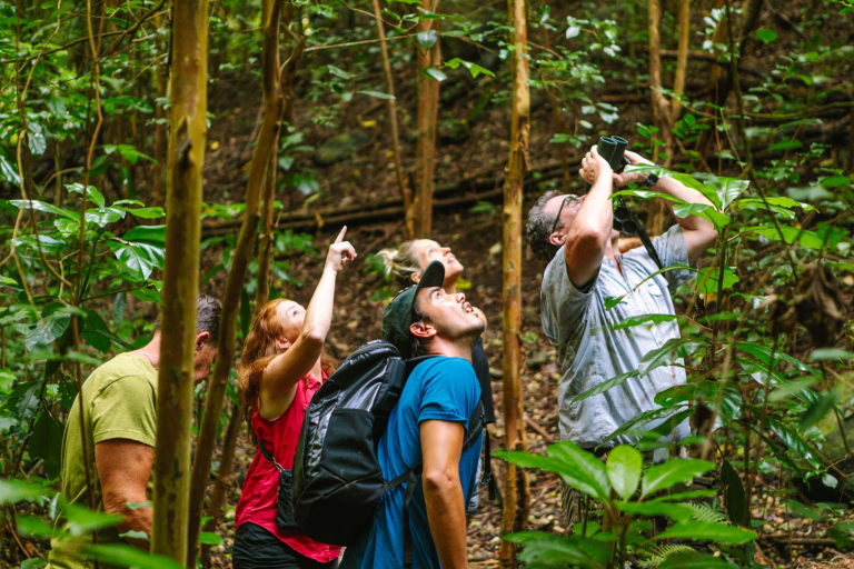 hawaii forest nature lovers birdwatchers visitors watching