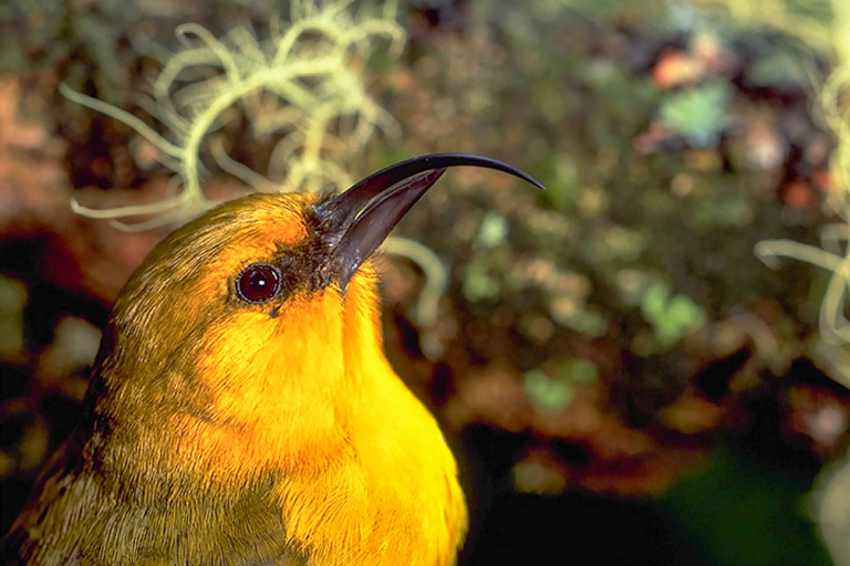 hawaii forest nature lovers birdwatchers yellow bird