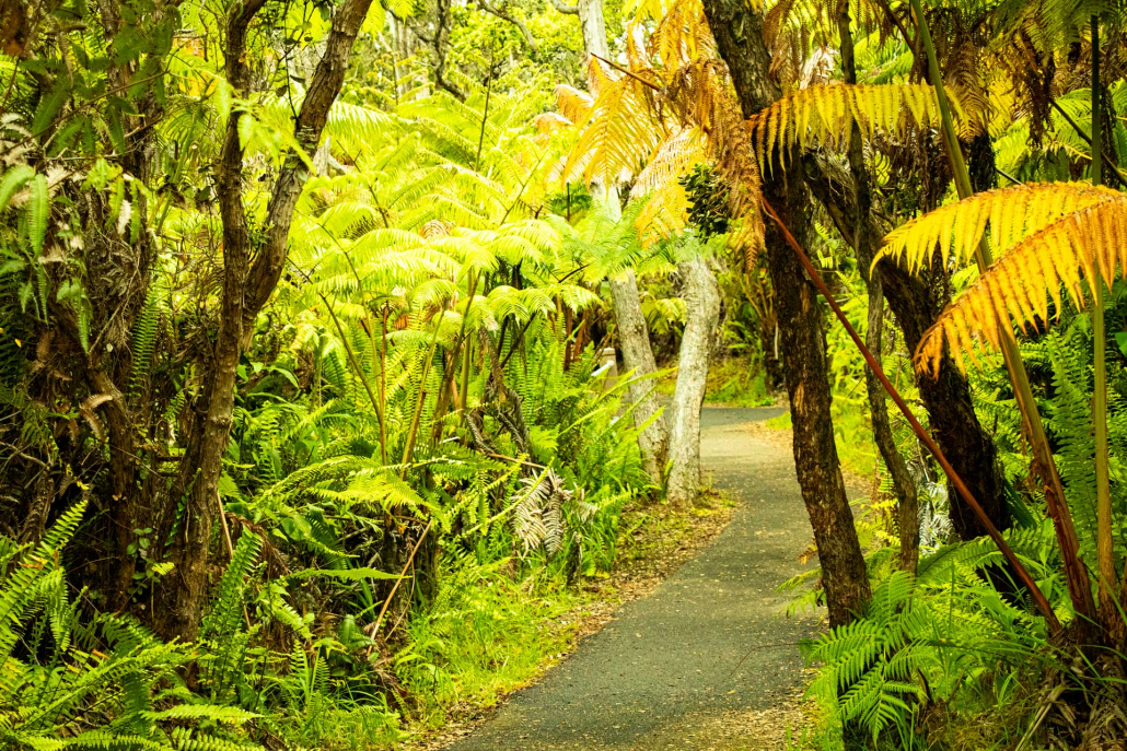 hiking path at kilauea visitor center big island hawaii