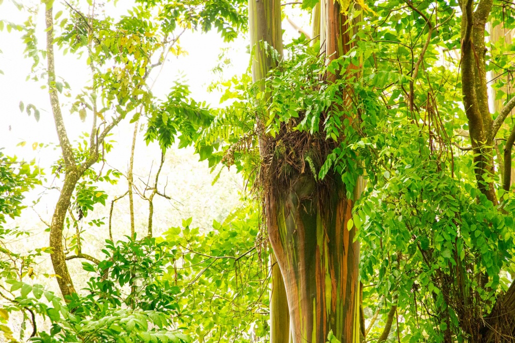 rainbow eucalyptus tree road to hana maui hawaii
