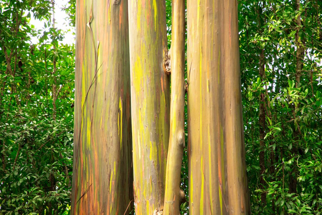 rainbow eucalyptus tree with a beautiful multicoloured trunk road to hana maui