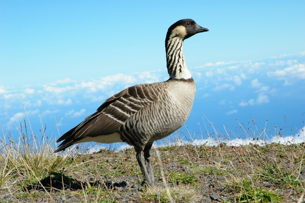 the hawaii state bird nene the worlds rarest goose