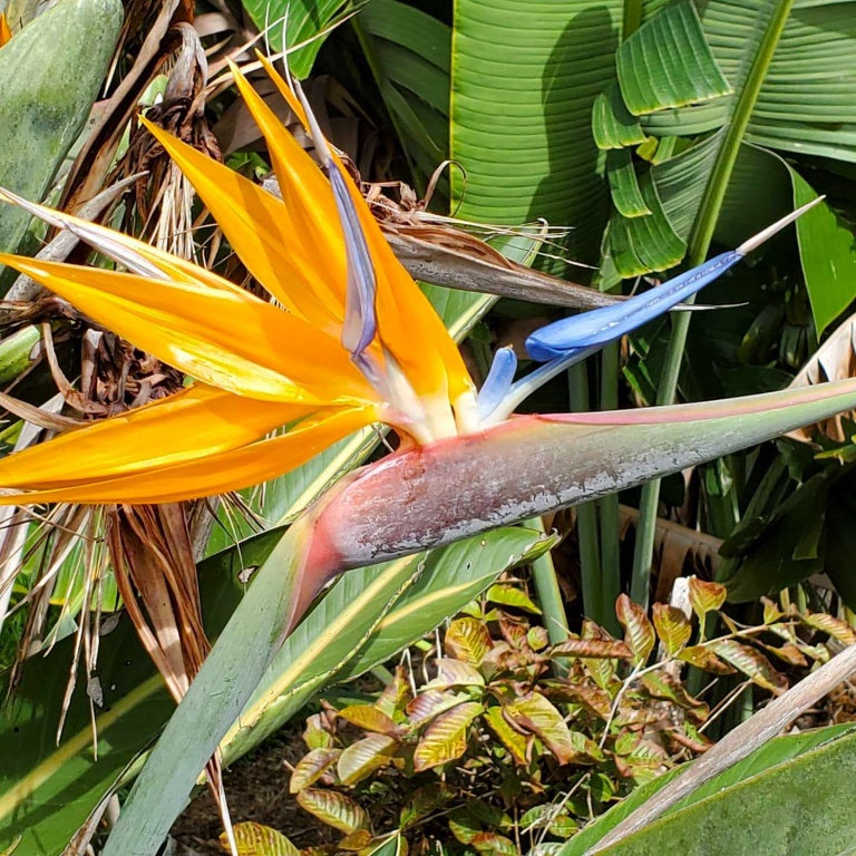 mountain riders maui daytime bike tour flower