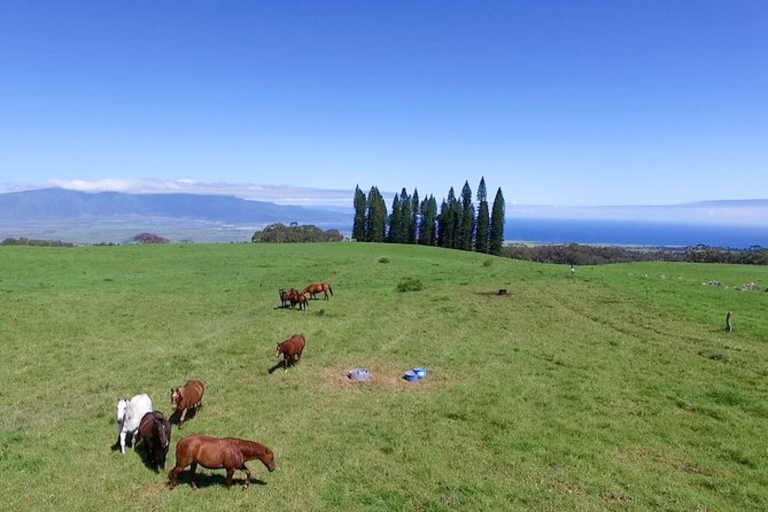 mountainriders haleakala self guided bike tour cow farm