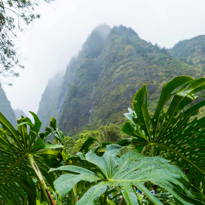 polyad featuring haleakala and Iao valley iao valley morning