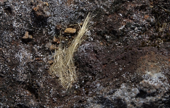 shutterstock pele hair